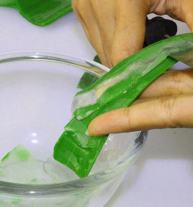 7 Manfaat Aloe Vera Untuk Rambut dan 5 Perawatan yang Menggunakan Aloe Vera